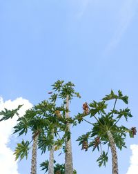 Low angle view of trees against clear blue sky