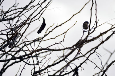 Low angle view of bird perching on branch