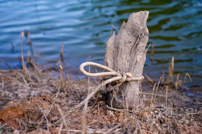 Close-up of driftwood on beach