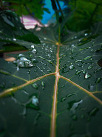 Close-up of raindrops on leaves