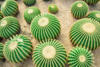 Full frame shot of succulent plant