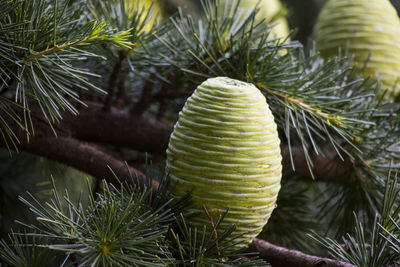 Cedrus deodara in botanic garden, pinaceae tree close-up