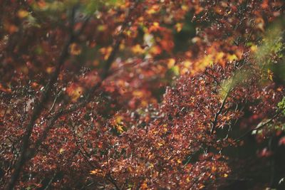 Close-up of plants against trees