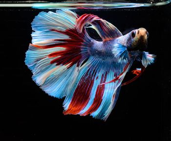 Close-up of fish swimming in sea