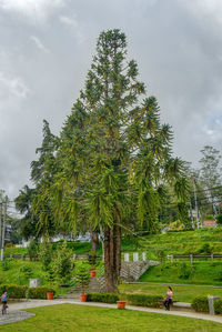 Trees in park against sky