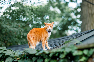 Orange cat exploring outdoors