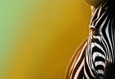 Zebra and rainbow