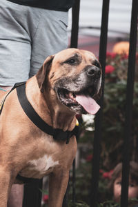 Portrait of man with dog standing outdoors