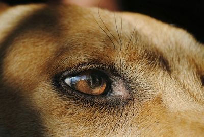 Close-up of dog eye