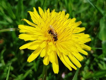 Close-up of bee pollinating on yellow flower