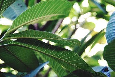 Close-up of leaves against blurred background