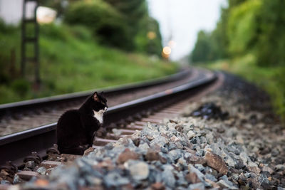 Cat on railroad track