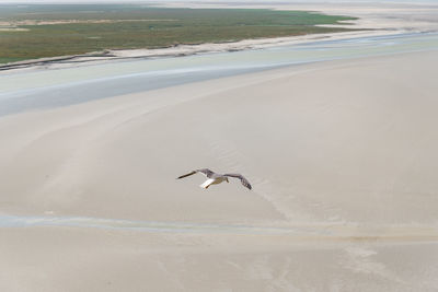 Seagulls flying on the bay of mont saint michel