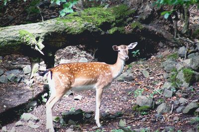 Deer standing in a forest