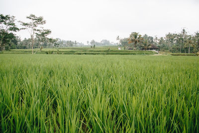 Scenic view of wheat field against clear sky