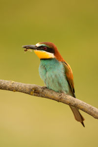 Close-up of bird perching on branch