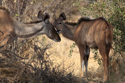 View of kudus in forest