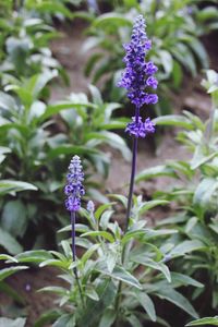 Close-up of purple flowering plants