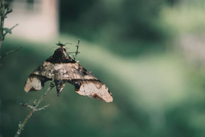 Close-up of butterfly on leaf