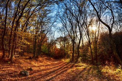 Trees growing in forest against sky during autumn