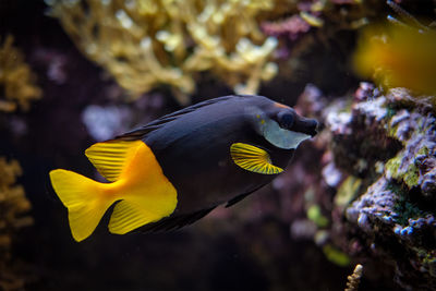 Bicolored foxface siganus uspi fish underwater in sea