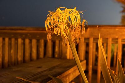 Close-up of yellow plant against sky at night