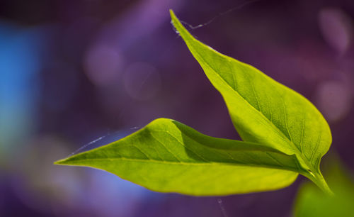 Close-up of green leaves