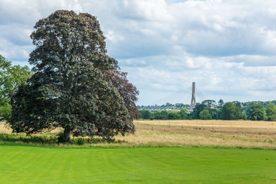 Tree on field against sky