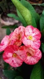 Close-up of pink flower blooming outdoors