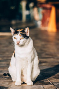 Portrait of cat sitting outdoors