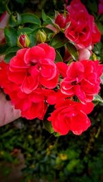 Close-up of red roses