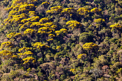 Yellow flowers growing on land