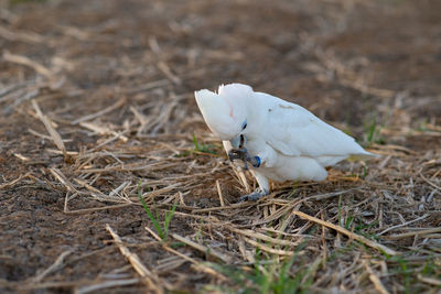 Close-up of a bird on field