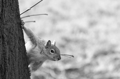 Close-up of squirrel on tree trunk