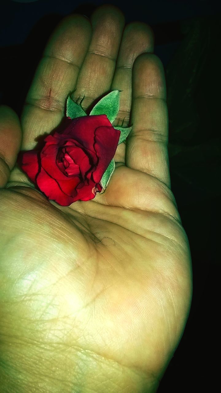 CLOSE-UP OF PERSON HOLDING ROSE