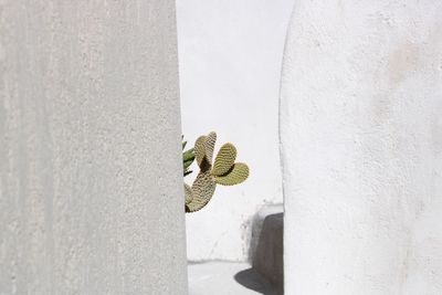 Close-up of lizard on wall