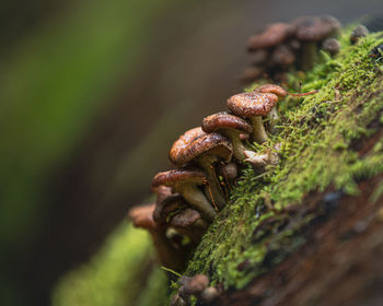 Mushrooms growing on a mossy branch 