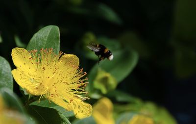 Close-up of insect on flower