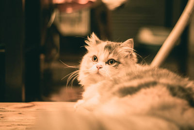 Portrait of kitten at home