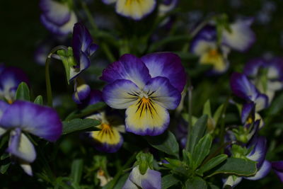 Close-up of purple flowering plants