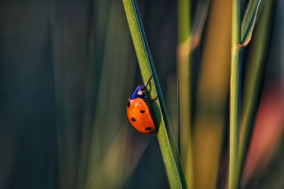 Close-up of ladybug on plant