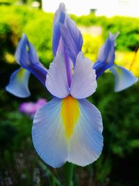 Close-up of iris blooming outdoors