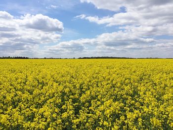 Scenic view of oilseed rape field against sky