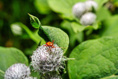 Close-up of insect on plant