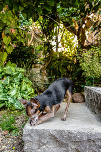 View of a dog on the ladder