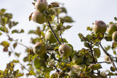 Low angle view of fruits growing on tree