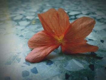 Close-up of flower