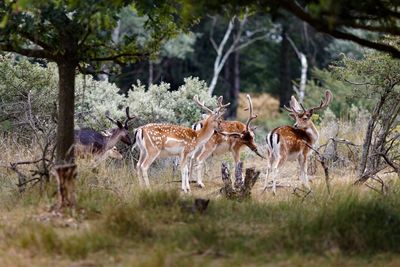 Side view of deer standing on field in forest