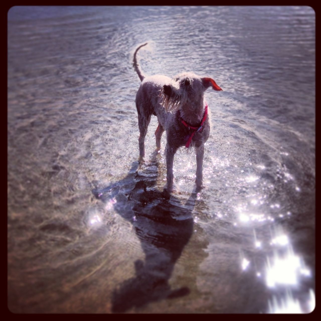 PORTRAIT OF DOG IN WATER
