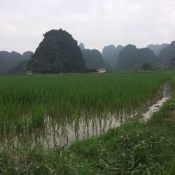 Scenic view of rice field against sky